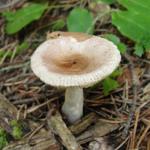 Funghi, funghi e ancora funghi